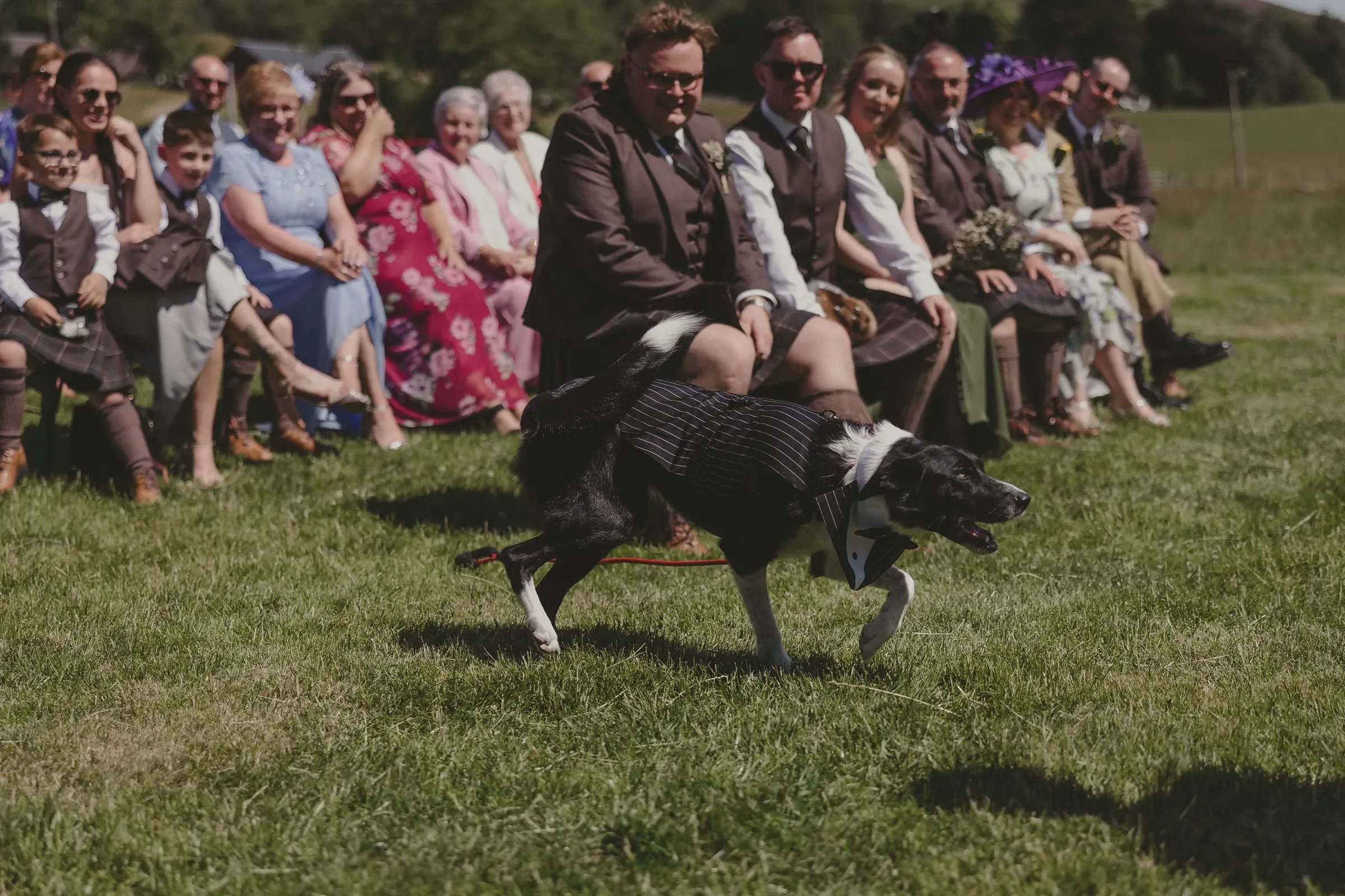 A dog dressed in a tuxedo vest and bowtie trots across the grass in front of wedding guests at an outdoor ceremony.