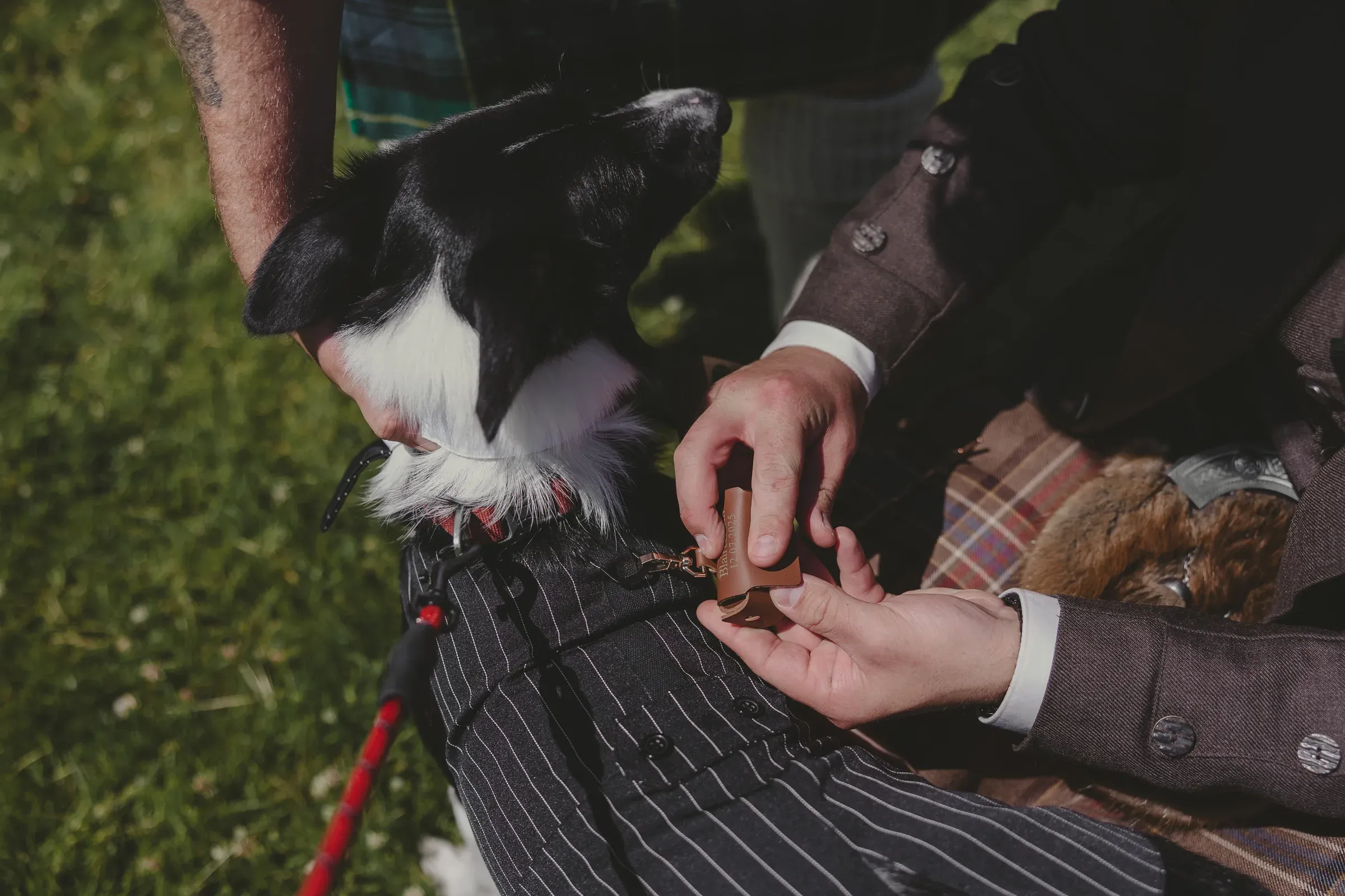 A dog wearing a pinstripe suit carries the wedding rings for Beth and Blair's ceremony.