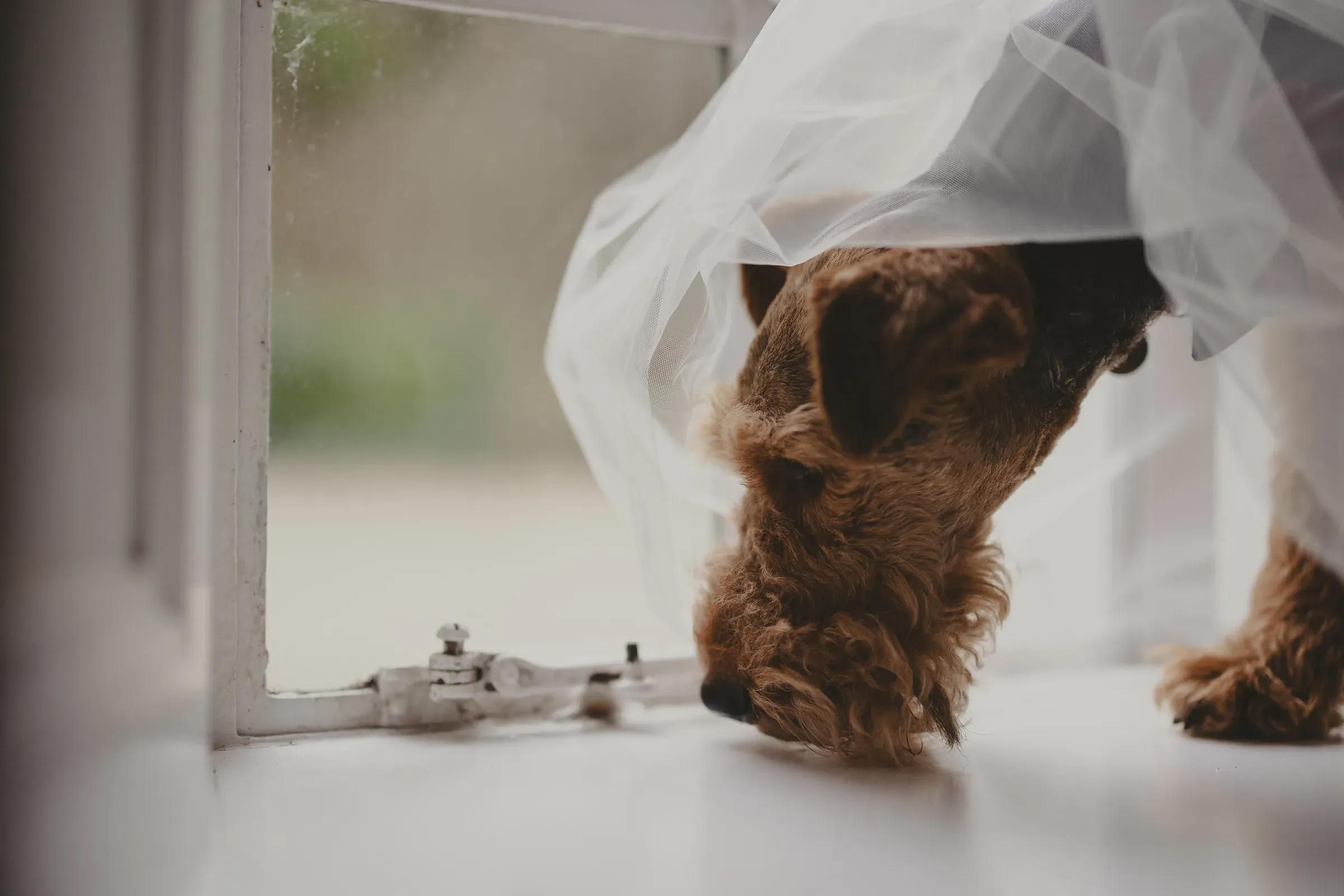 A cute and hilarious shot of a dog wearing a wedding veil while looking out of a window.