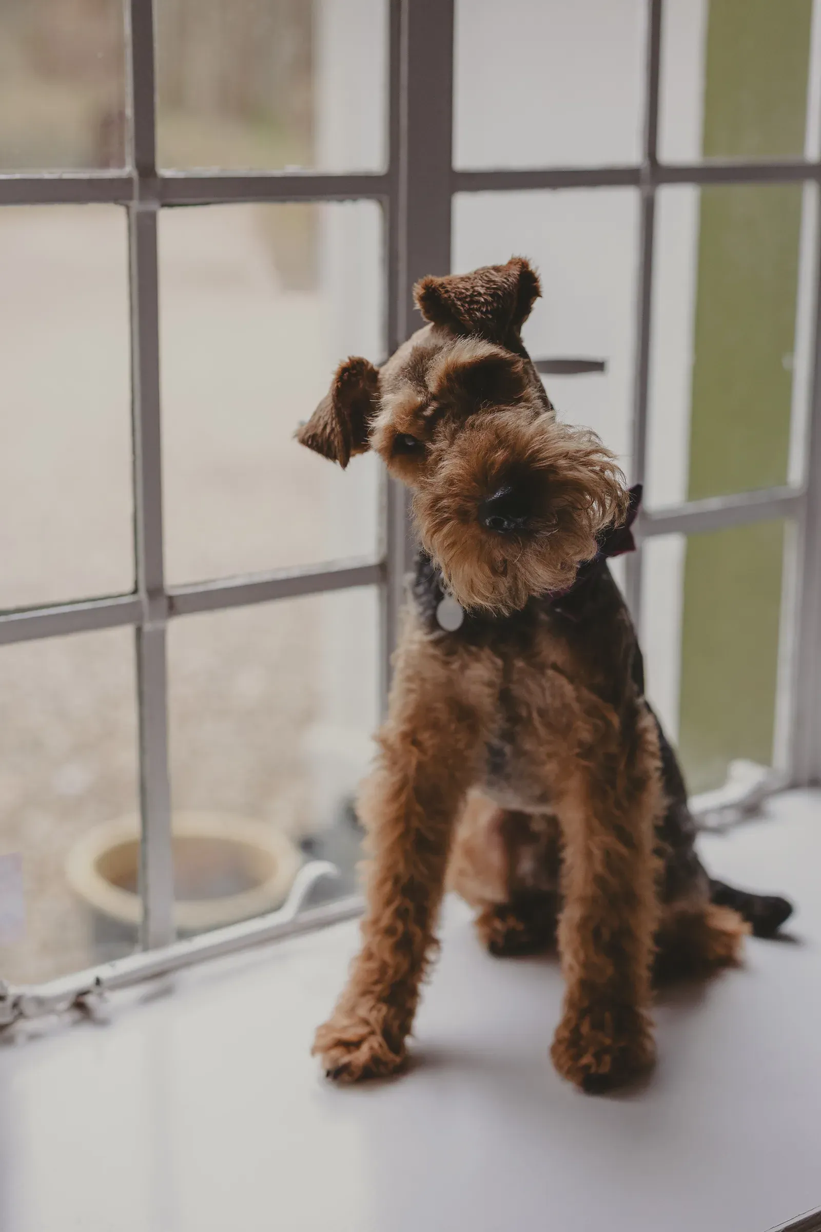 A dog poses elegantly on a windowsill at Katie and Kevin's wedding.