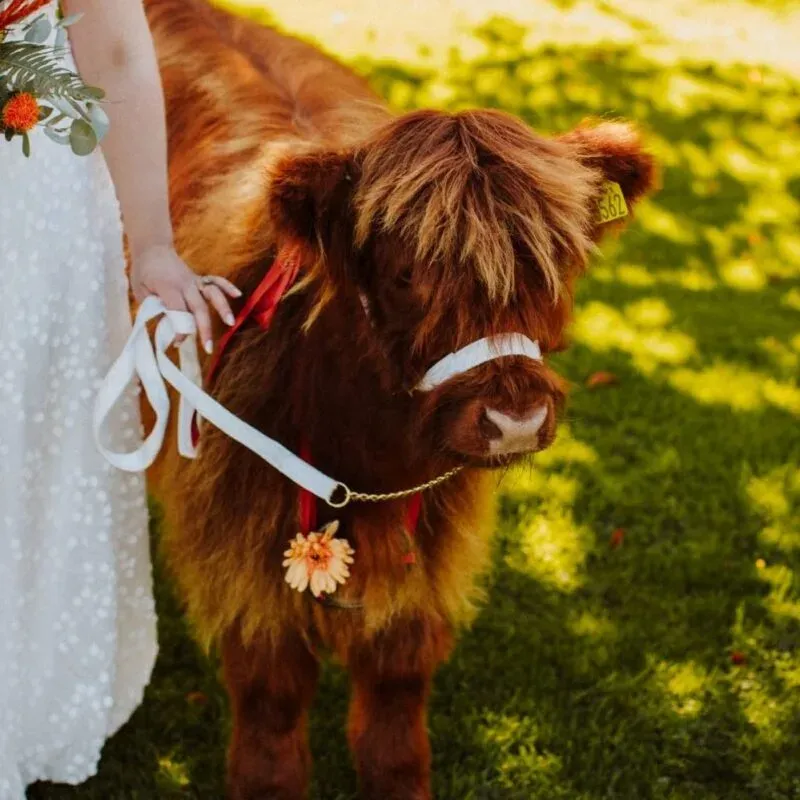 Highland-cow photos